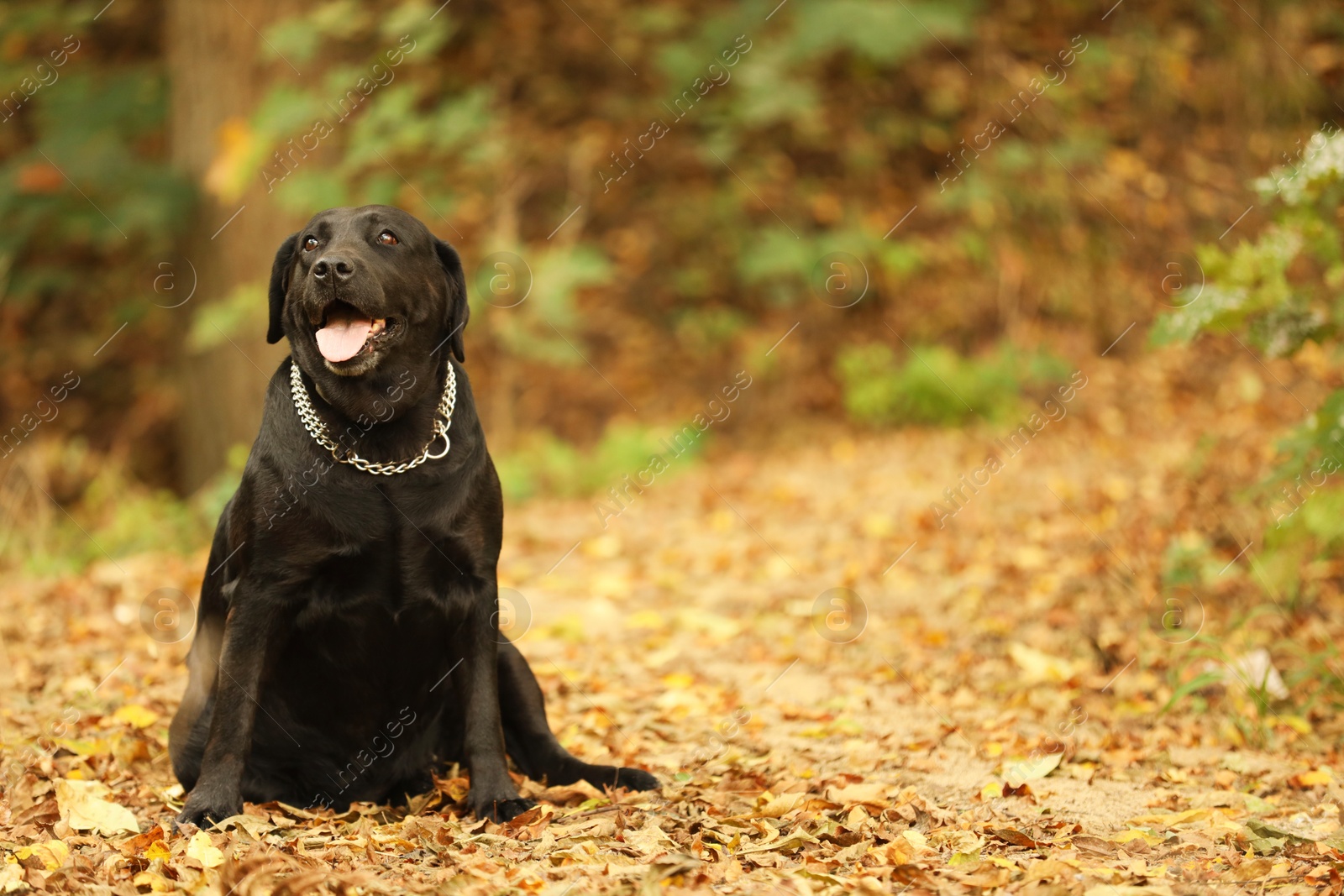 Photo of Adorable Labrador Retriever dog sitting among fallen leaves outdoors. Space for text