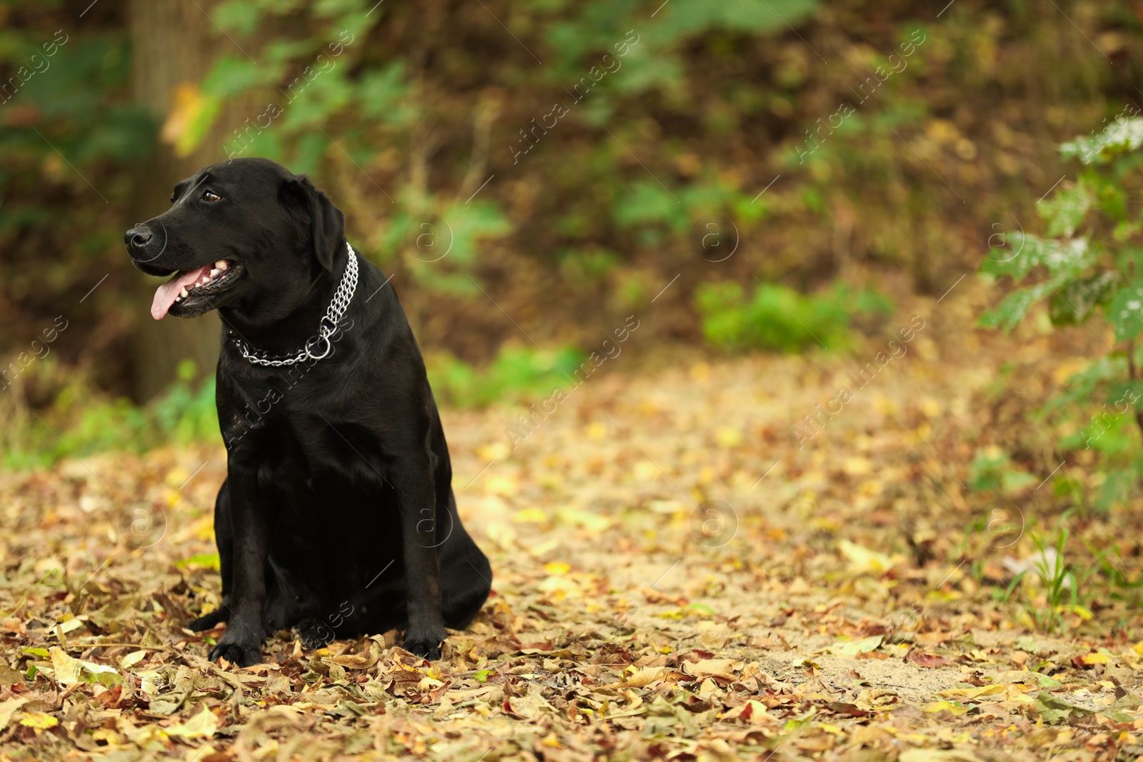 Photo of Adorable Labrador Retriever dog sitting among fallen leaves outdoors. Space for text