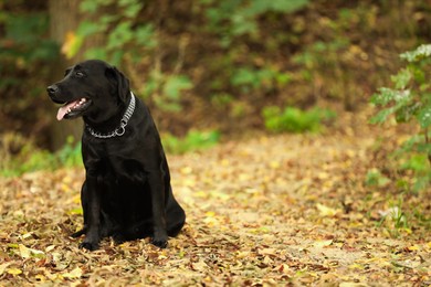 Photo of Adorable Labrador Retriever dog sitting among fallen leaves outdoors. Space for text