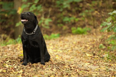 Photo of Adorable Labrador Retriever dog sitting among fallen leaves outdoors. Space for text