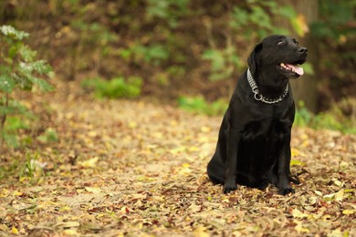 Photo of Adorable Labrador Retriever dog sitting among fallen leaves outdoors. Space for text