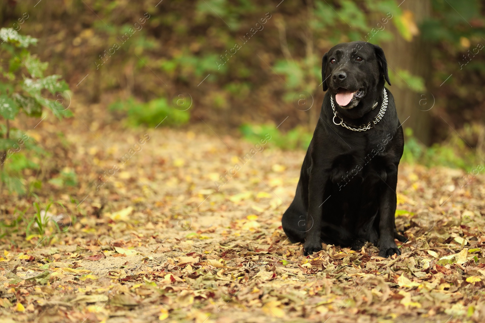 Photo of Adorable Labrador Retriever dog sitting among fallen leaves outdoors. Space for text