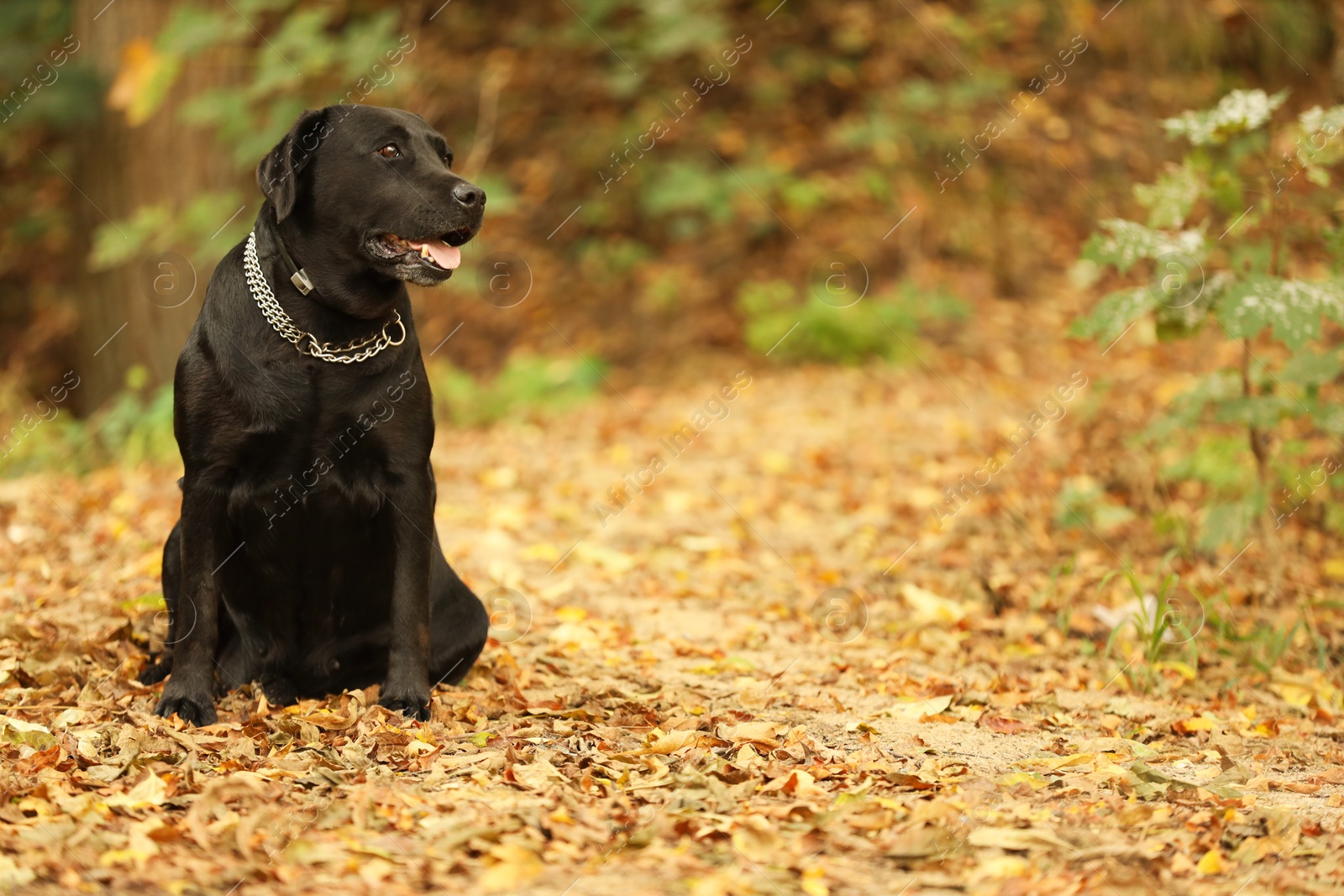 Photo of Adorable Labrador Retriever dog sitting among fallen leaves outdoors. Space for text