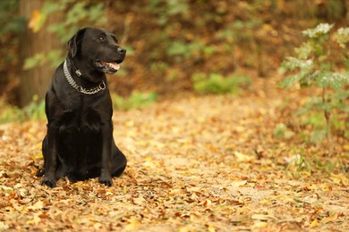 Photo of Adorable Labrador Retriever dog sitting among fallen leaves outdoors. Space for text