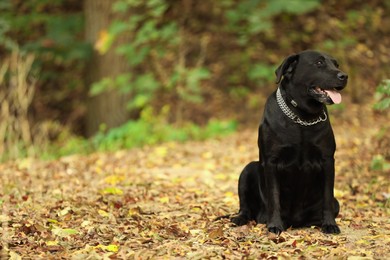 Photo of Adorable Labrador Retriever dog sitting among fallen leaves outdoors. Space for text