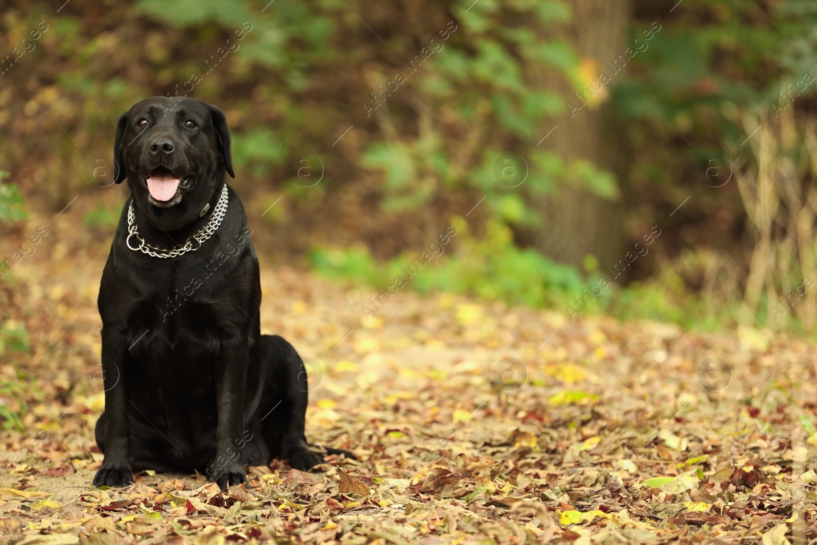 Photo of Adorable Labrador Retriever dog sitting among fallen leaves outdoors. Space for text