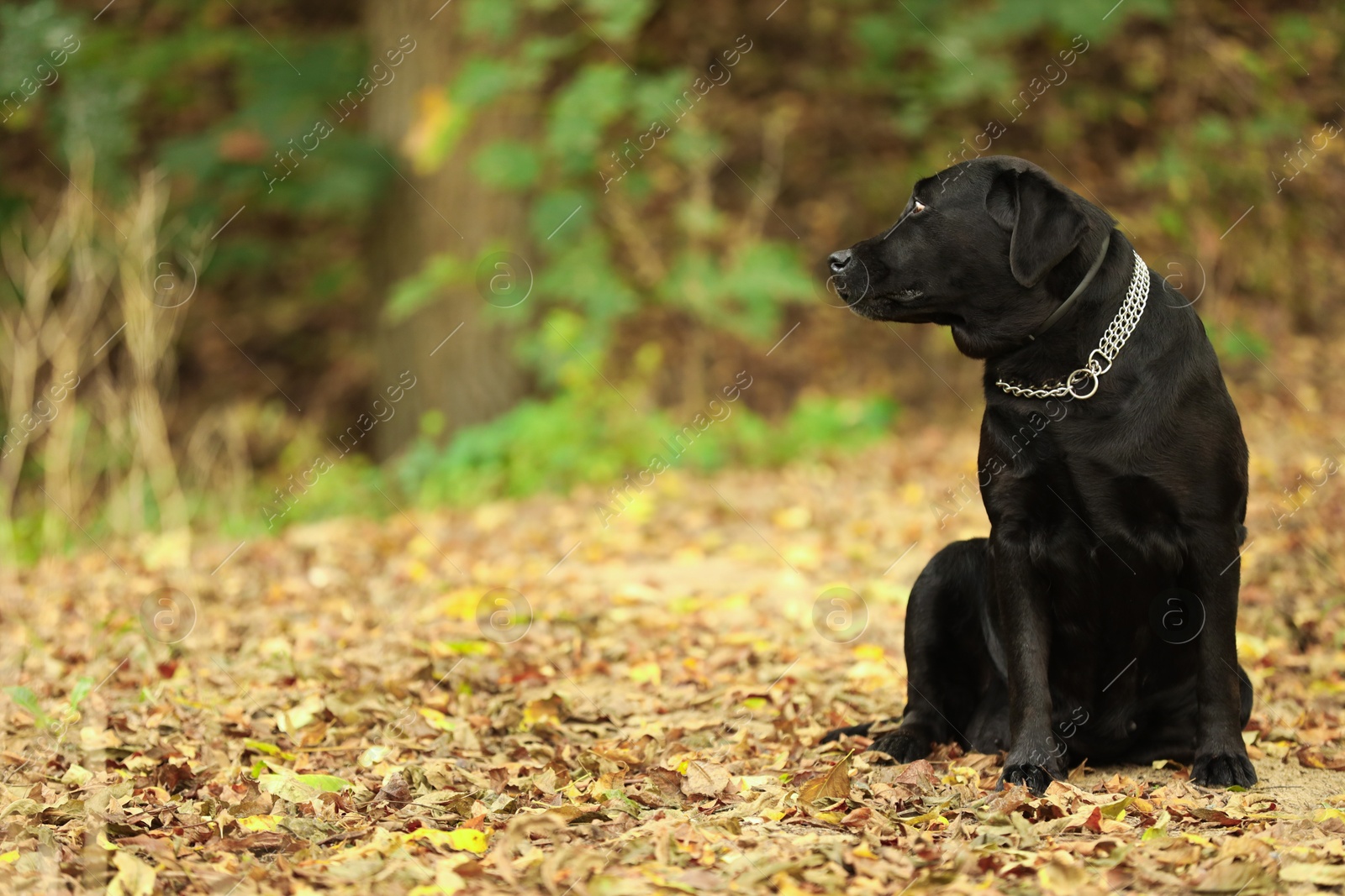 Photo of Adorable Labrador Retriever dog sitting among fallen leaves outdoors. Space for text