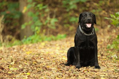 Photo of Adorable Labrador Retriever dog sitting among fallen leaves outdoors. Space for text