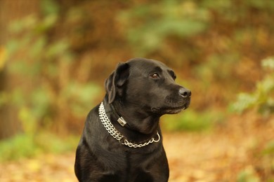 Photo of Portrait of adorable Labrador Retriever dog on blurred background