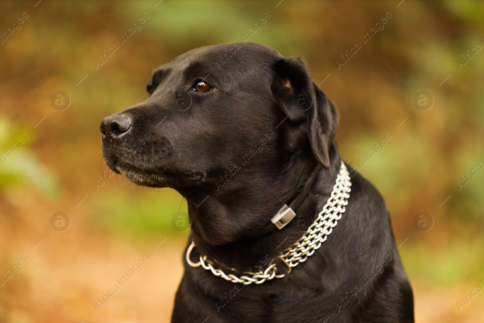 Photo of Portrait of adorable Labrador Retriever dog on blurred background