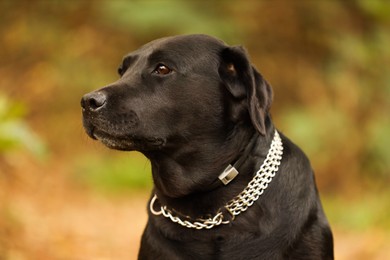 Photo of Portrait of adorable Labrador Retriever dog on blurred background