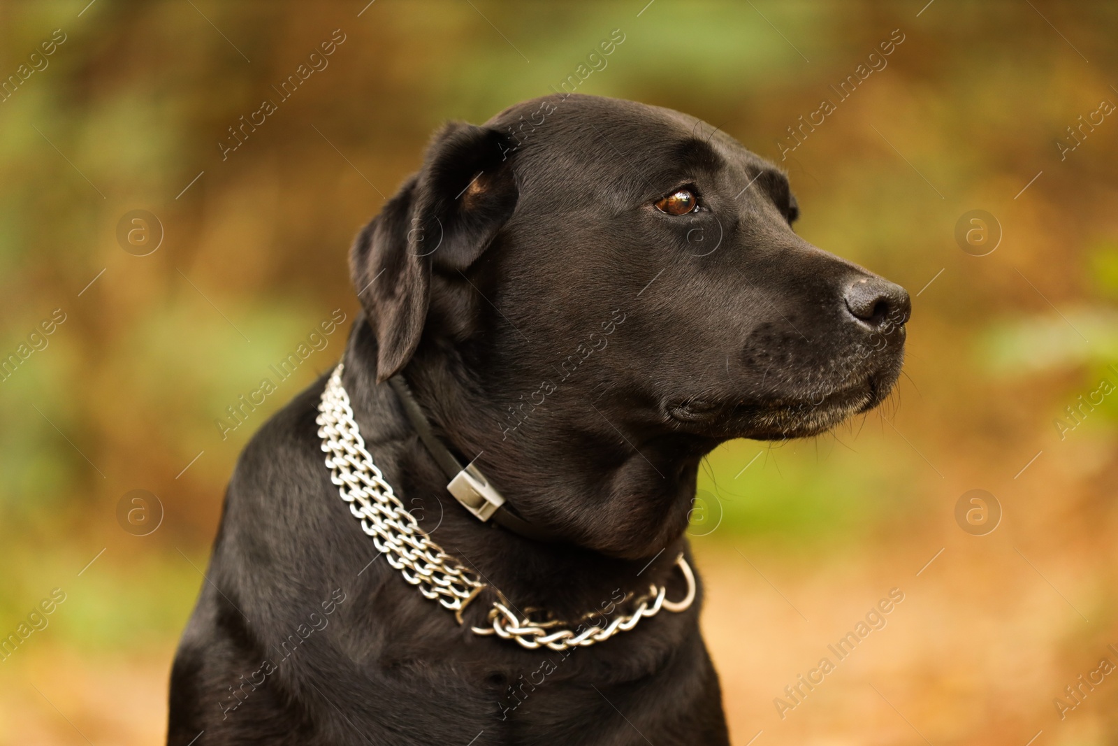 Photo of Portrait of adorable Labrador Retriever dog on blurred background