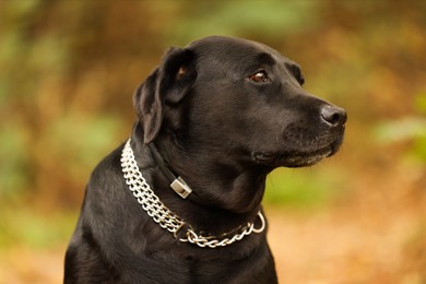 Photo of Portrait of adorable Labrador Retriever dog on blurred background