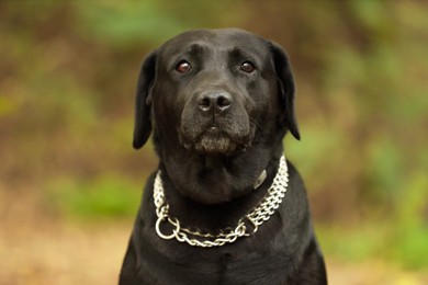 Photo of Portrait of adorable Labrador Retriever dog on blurred background