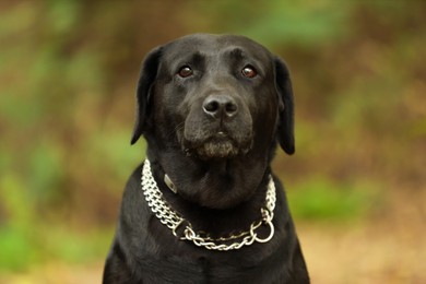 Photo of Portrait of adorable Labrador Retriever dog on blurred background