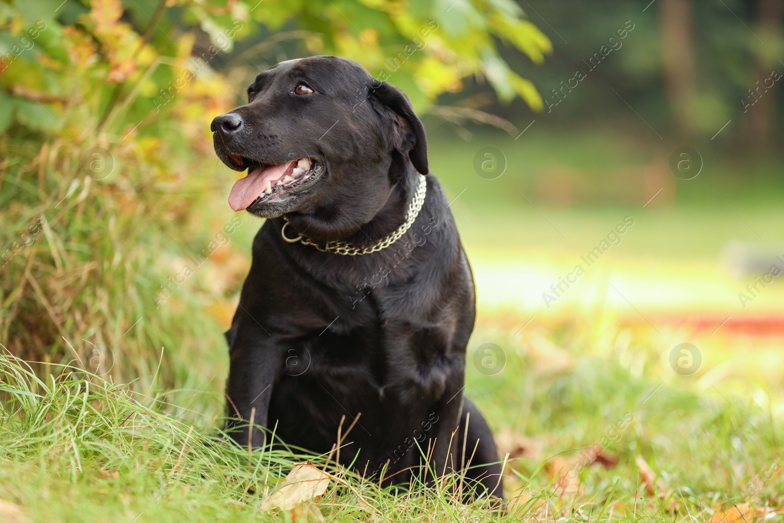 Photo of Adorable Labrador Retriever dog sitting on green grass outdoors. Space for text