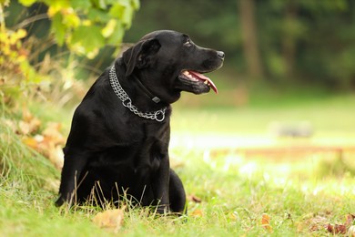 Photo of Adorable Labrador Retriever dog sitting on green grass outdoors. Space for text