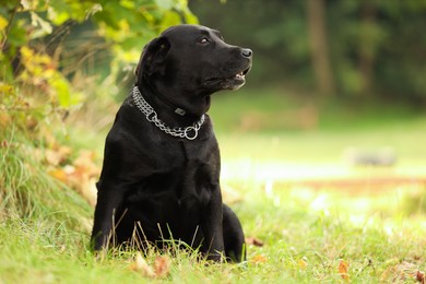 Photo of Adorable Labrador Retriever dog sitting on green grass outdoors. Space for text