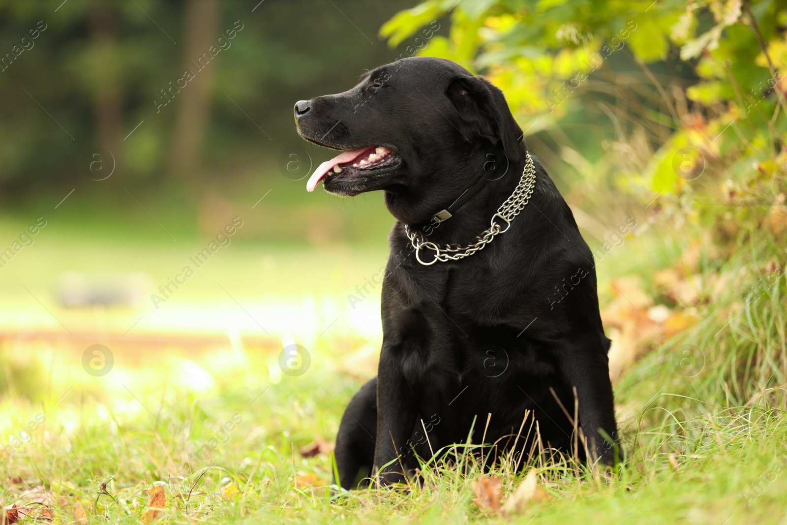 Photo of Adorable Labrador Retriever dog sitting on green grass outdoors. Space for text