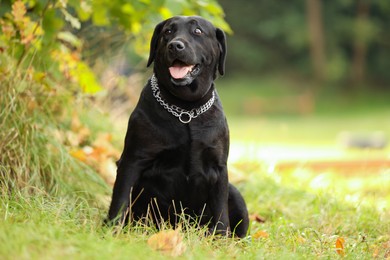 Photo of Adorable Labrador Retriever dog sitting on green grass outdoors. Space for text