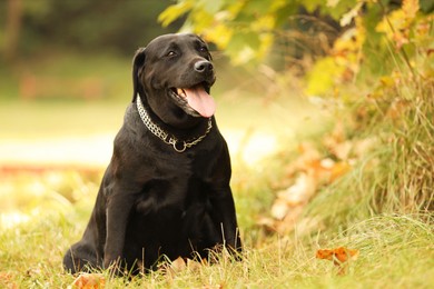 Photo of Adorable Labrador Retriever dog sitting on green grass outdoors. Space for text