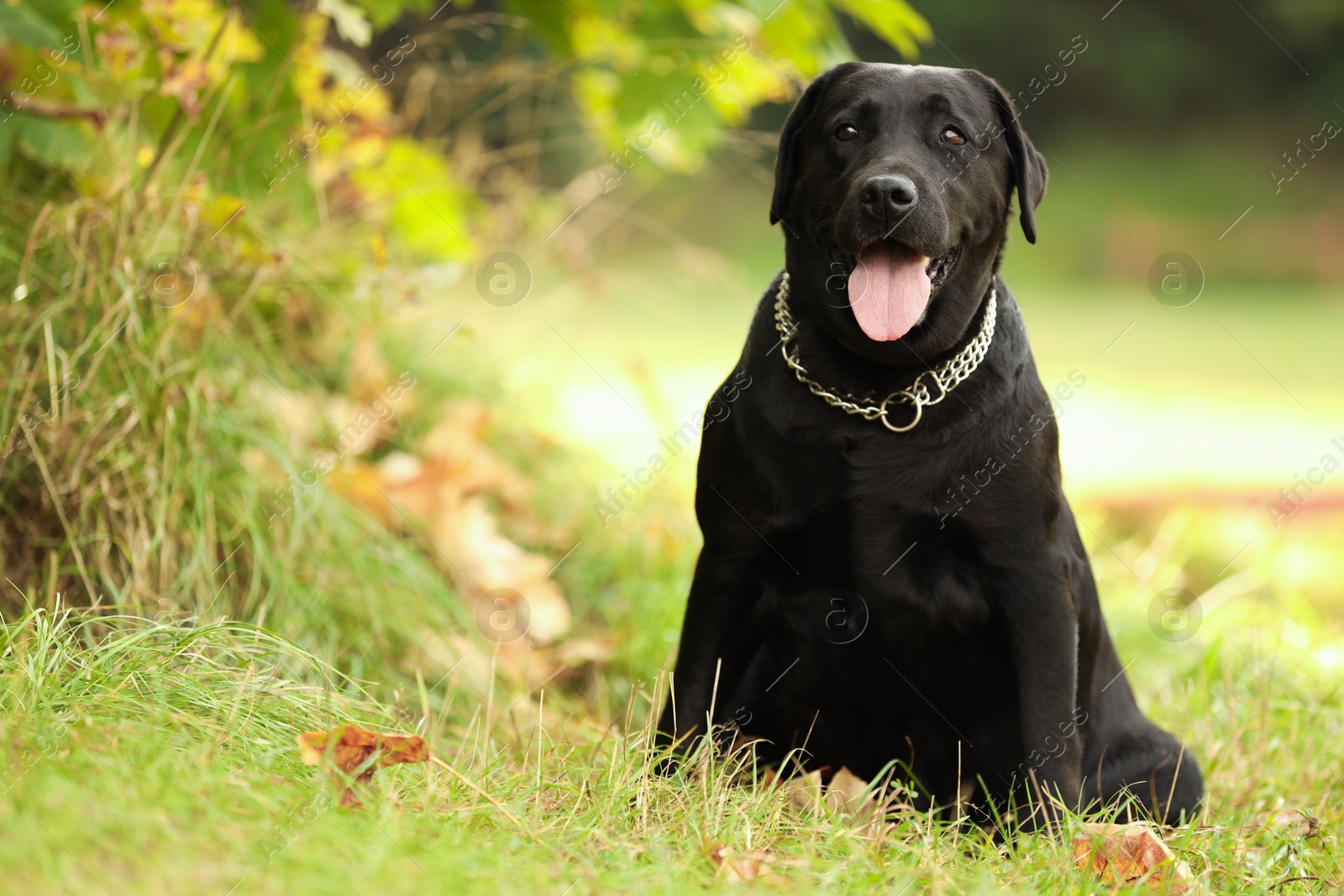 Photo of Adorable Labrador Retriever dog sitting on green grass outdoors. Space for text