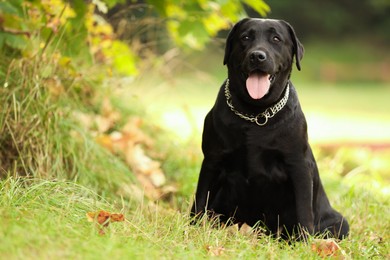 Photo of Adorable Labrador Retriever dog sitting on green grass outdoors. Space for text