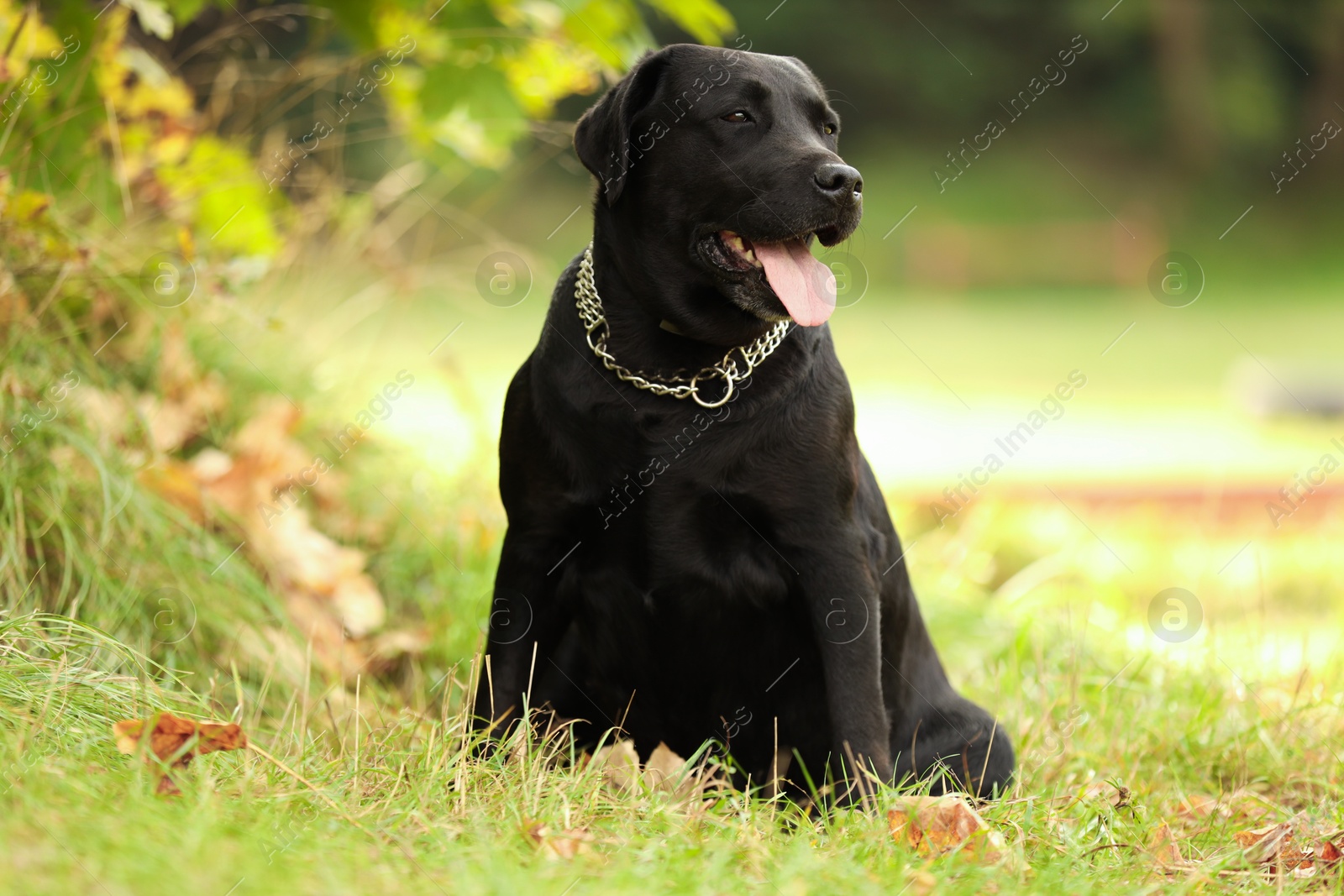 Photo of Adorable Labrador Retriever dog sitting on green grass outdoors