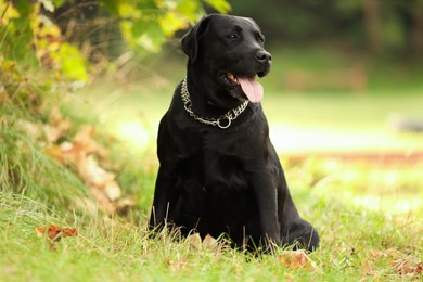 Photo of Adorable Labrador Retriever dog sitting on green grass outdoors