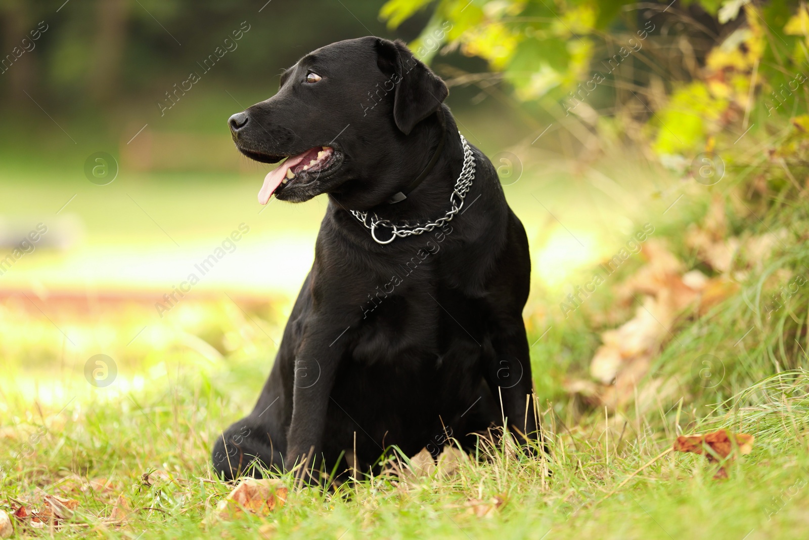 Photo of Adorable Labrador Retriever dog sitting on green grass outdoors