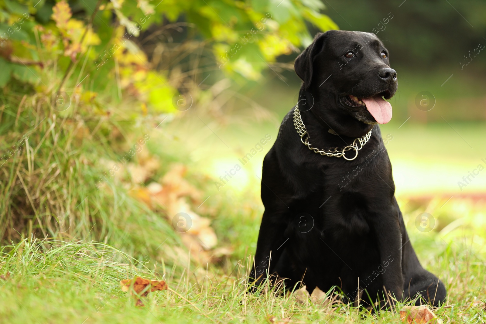 Photo of Adorable Labrador Retriever dog sitting on green grass outdoors. Space for text