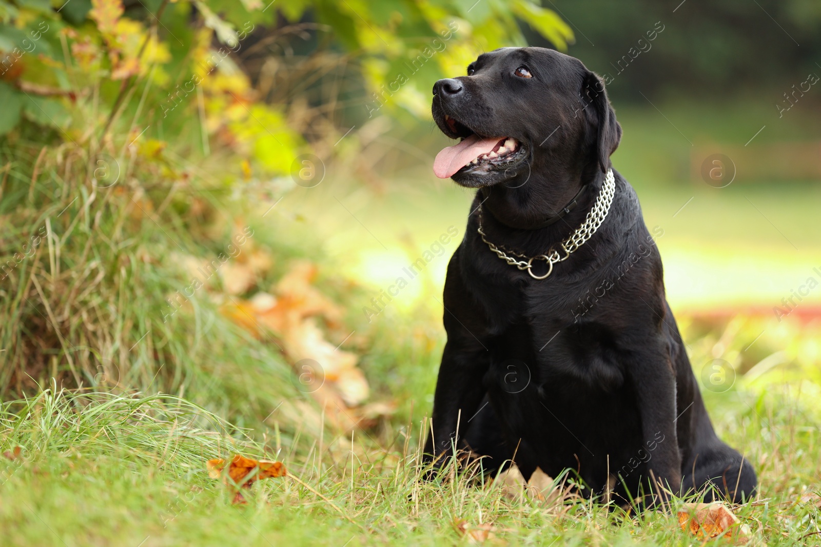 Photo of Adorable Labrador Retriever dog sitting on green grass outdoors. Space for text