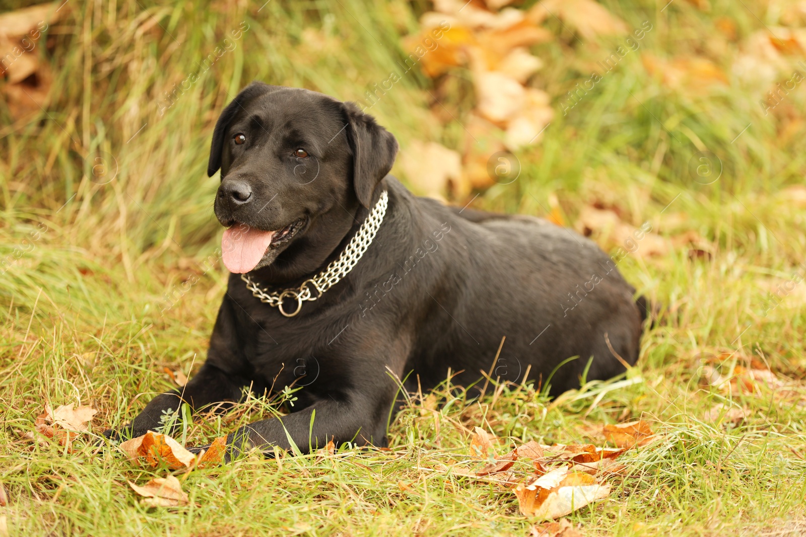 Photo of Adorable Labrador Retriever dog lying on green grass