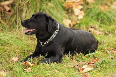 Photo of Adorable Labrador Retriever dog lying on green grass