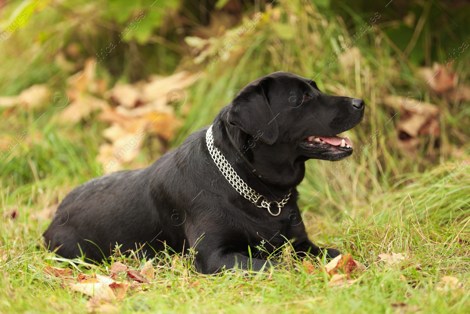 Photo of Adorable Labrador Retriever dog lying on green grass