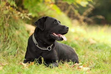 Photo of Adorable Labrador Retriever dog lying on green grass