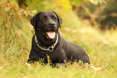 Photo of Adorable Labrador Retriever dog lying on green grass