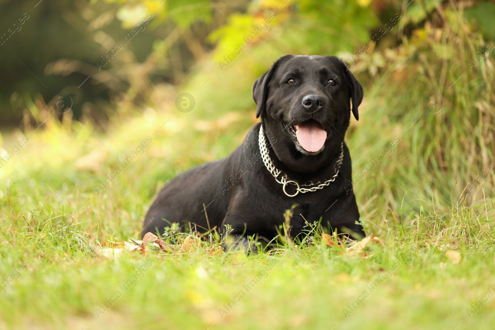 Photo of Adorable Labrador Retriever dog lying on green grass