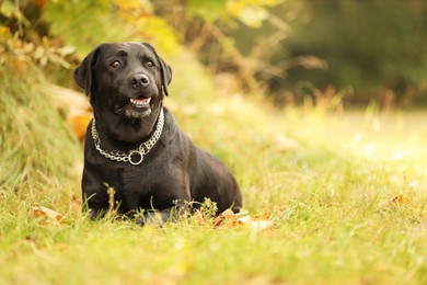 Photo of Adorable Labrador Retriever dog lying on green grass outdoors. Space for text