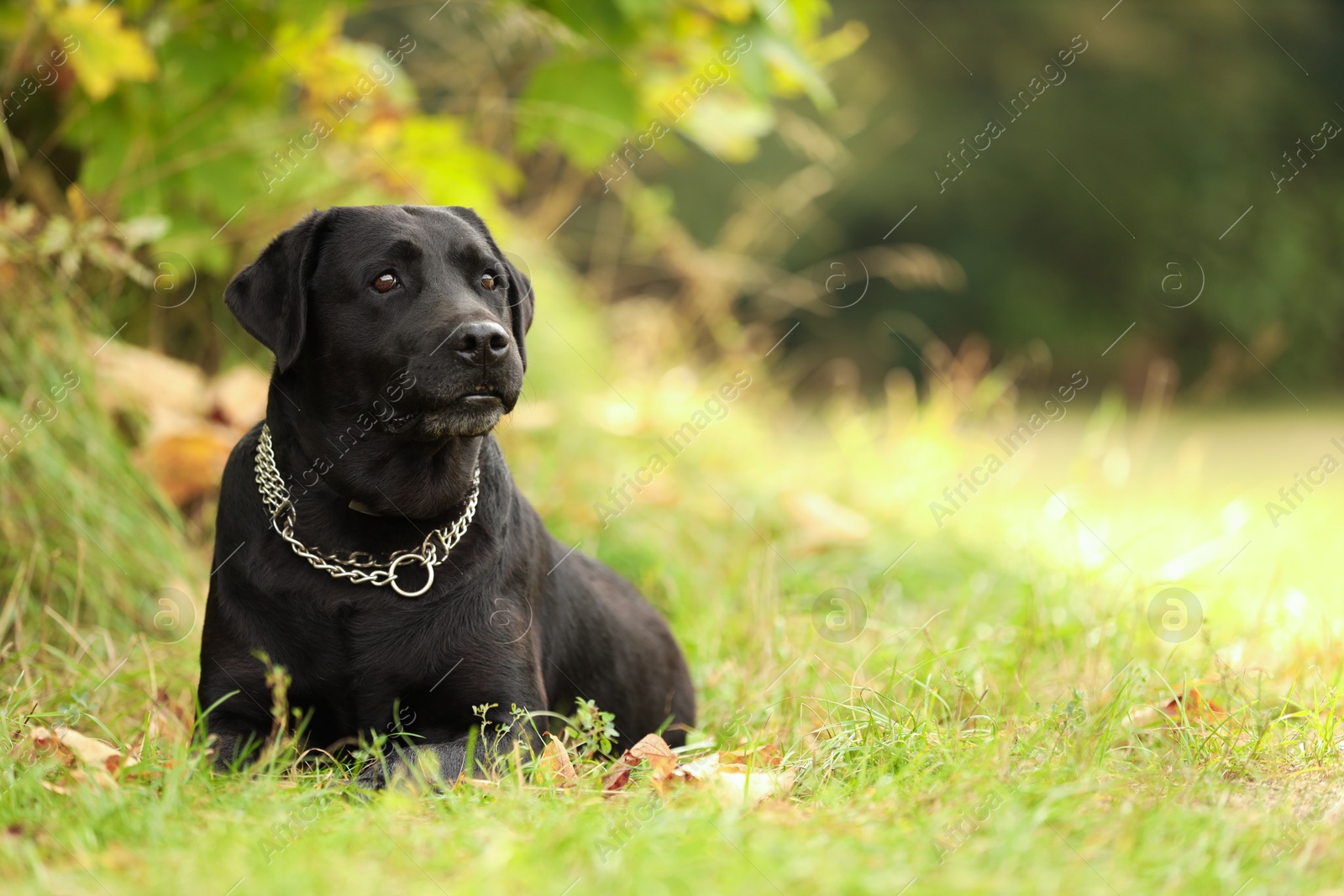 Photo of Adorable Labrador Retriever dog lying on green grass outdoors. Space for text