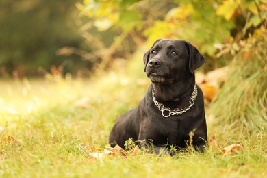 Photo of Adorable Labrador Retriever dog lying on green grass outdoors. Space for text