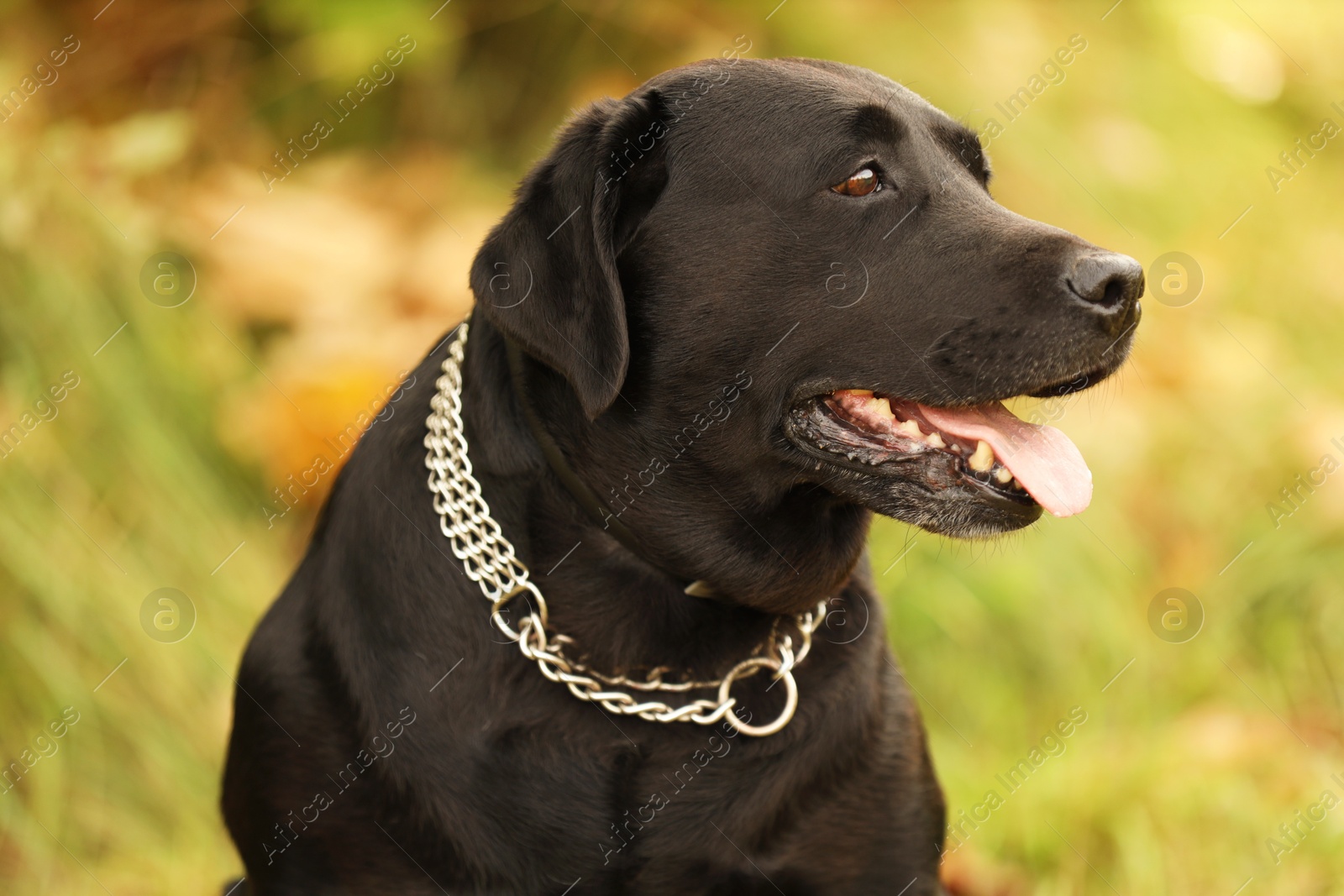 Photo of Portrait of adorable Labrador Retriever dog on blurred background