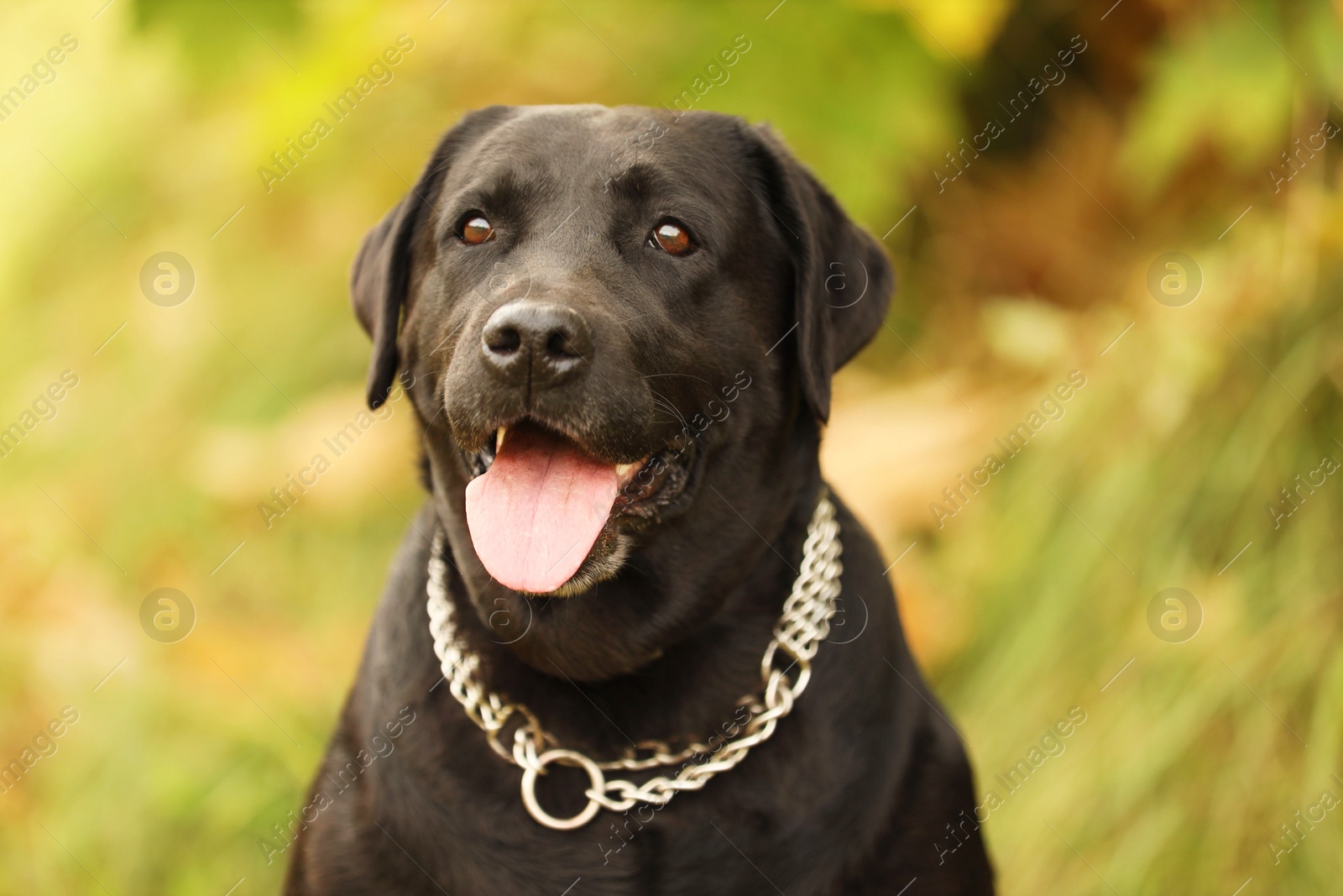 Photo of Portrait of adorable Labrador Retriever dog on blurred background