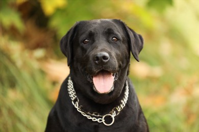 Photo of Portrait of adorable Labrador Retriever dog on blurred background