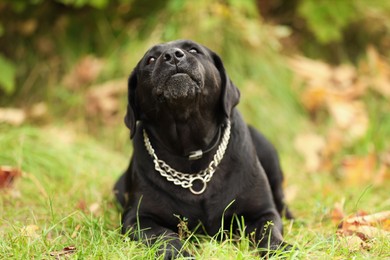 Photo of Adorable Labrador Retriever dog lying on green grass