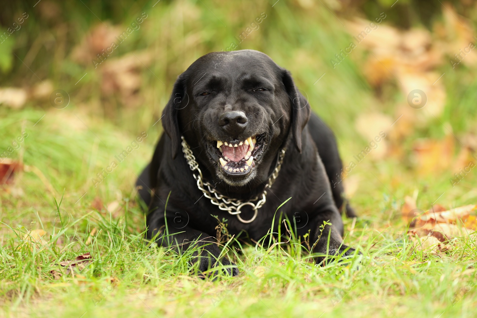 Photo of Adorable Labrador Retriever dog lying on green grass