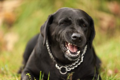 Photo of Labrador Retriever dog lying on green grass