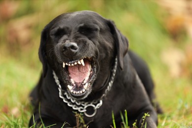 Photo of Labrador Retriever dog lying on green grass