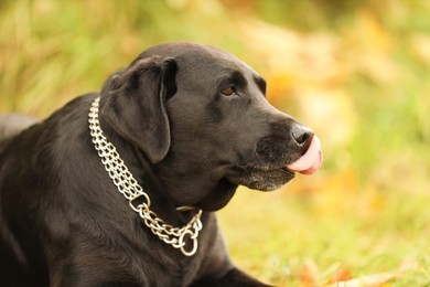 Photo of Portrait of adorable Labrador Retriever dog on blurred background