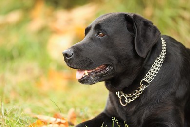 Photo of Portrait of adorable Labrador Retriever dog on blurred background. Space for text